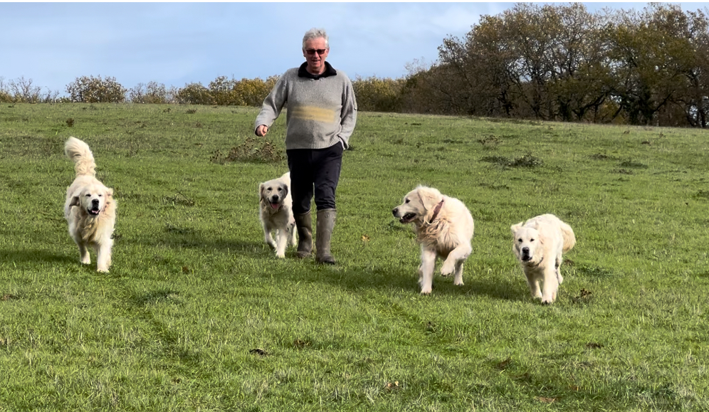 Golden retrievers de l'élevage la vallée d'Hélios dans le Tarn