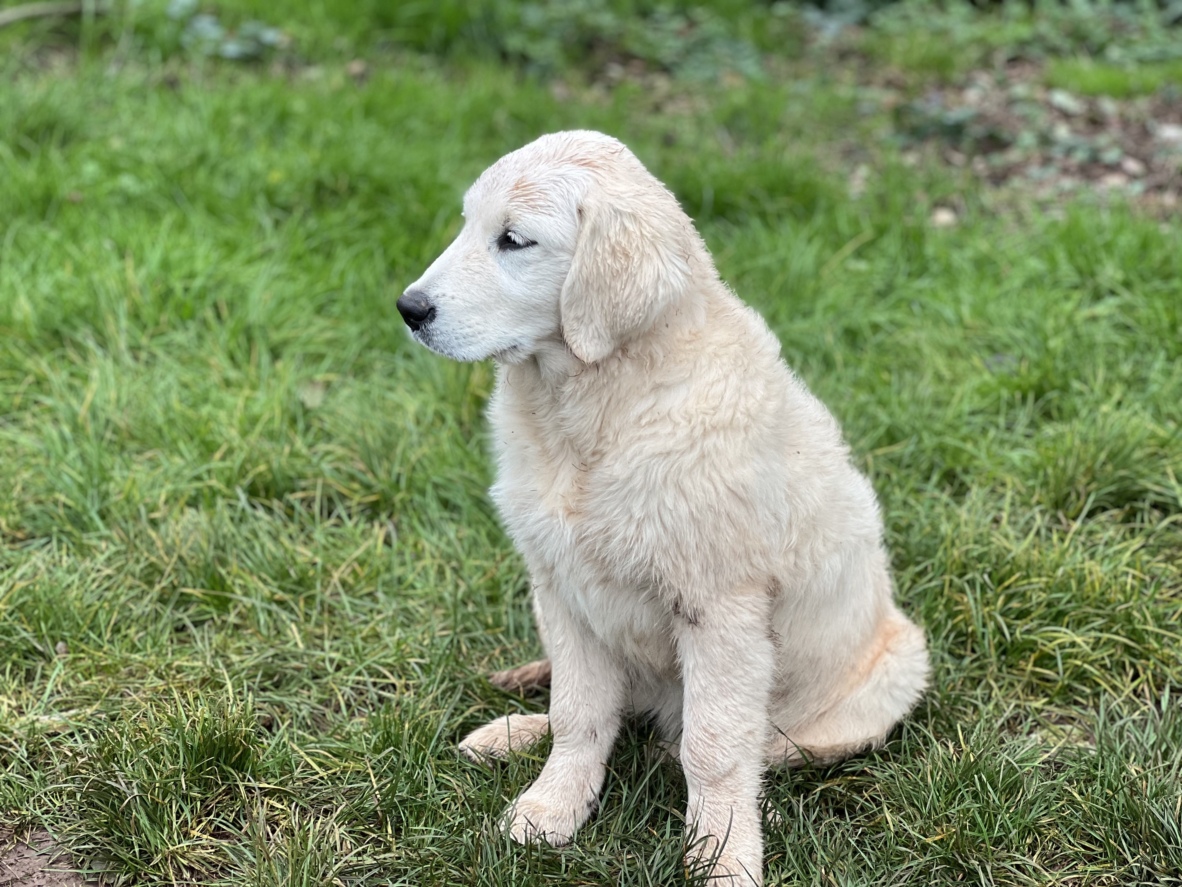 Ava - Golden Retriever femelle élevage La Vallée d'Hélios Tarn