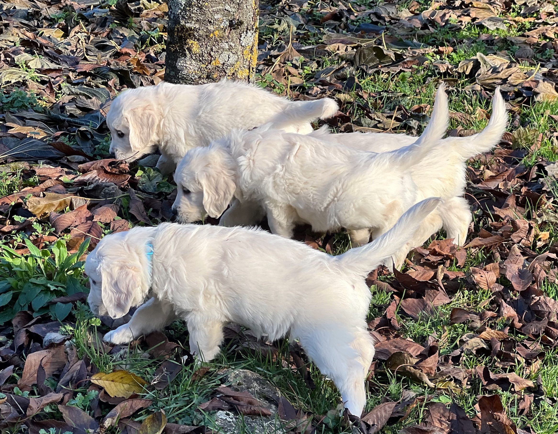Chiots golden retriever jouant dans le Tarn