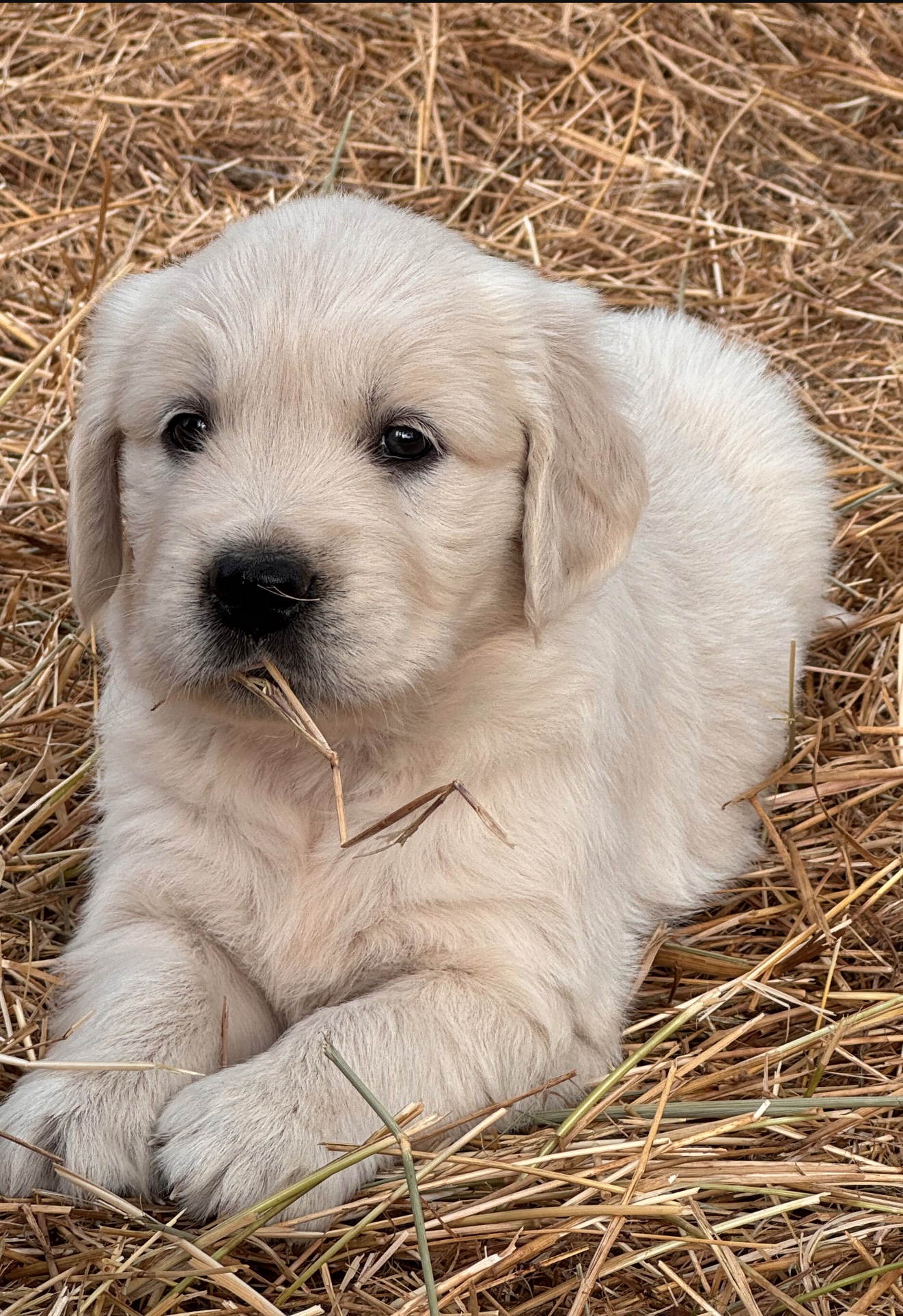 Golden retriever adulte élevage Tarn