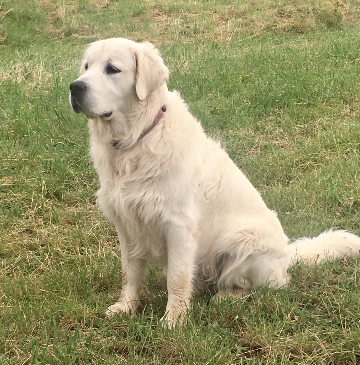 Rio - Golden Retriever mâle élevage Tarn